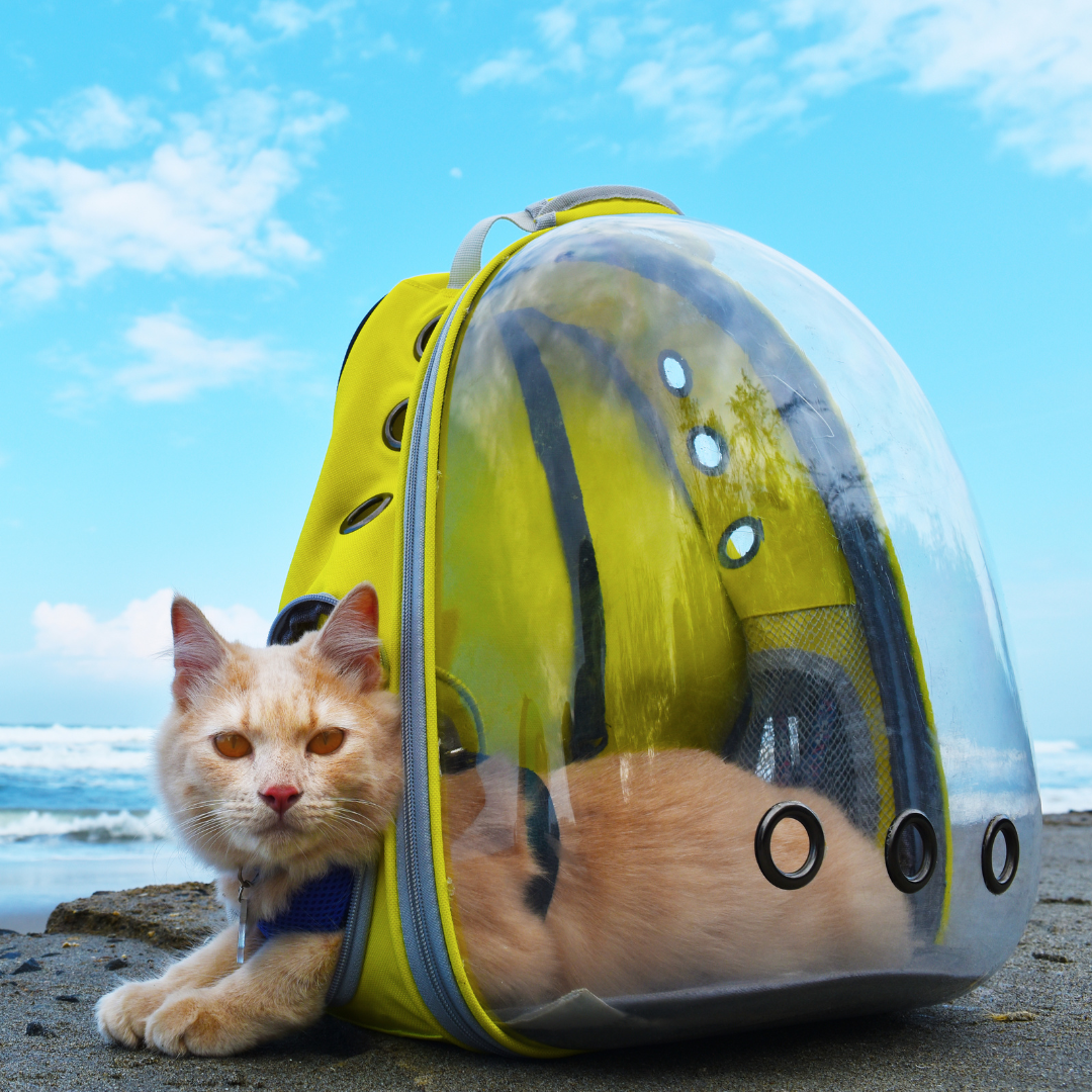 Pet Carriers & Travel Bags